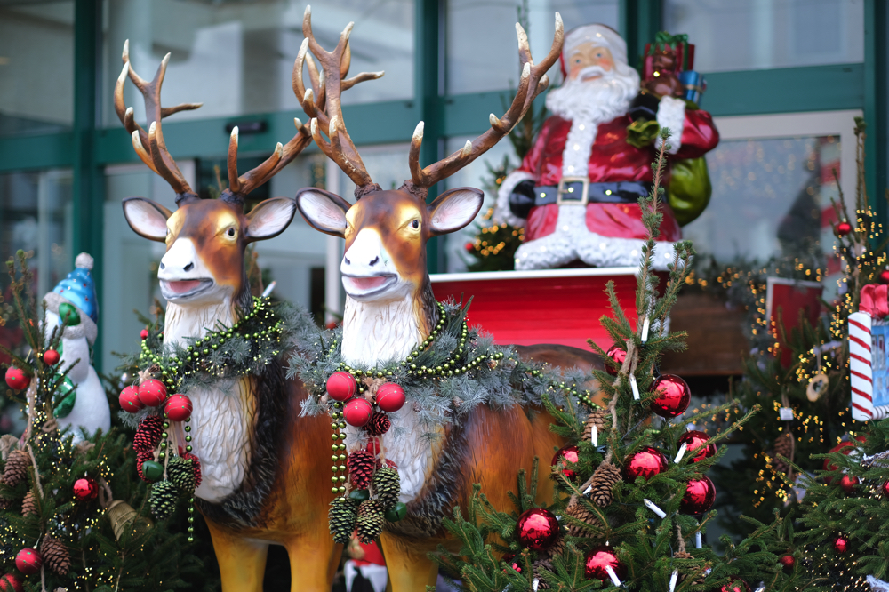 Oosterik Weihnachten 2022 Gartencenter Oosterik Weihnachtsbäume Alles für Innen und Außen