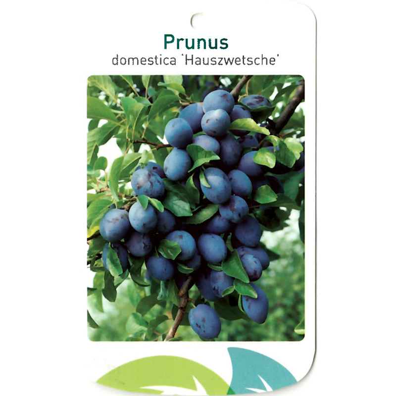 Prunus Domestica \'Hauszwetsche\' |Ihr Online-Spezialist Gartenpflanzen | Alles und | für Außen oosterik.de für Innen